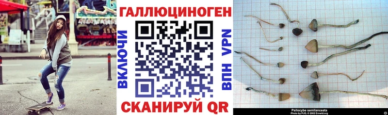 Галлюциногенные грибы Cubensis  Тайга 